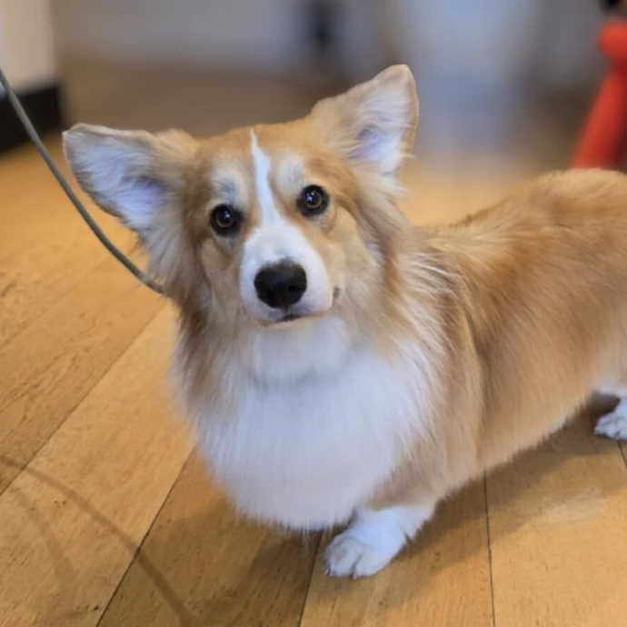 Corgi Toilettage Haku